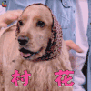 萌宠 狗 可卡 村花 搞怪 soogif soogif出品
