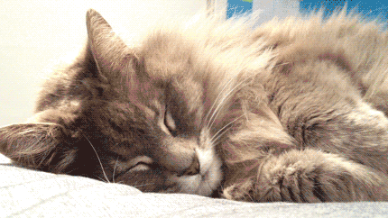 萌宠  猫咪  睡觉  做梦  可爱