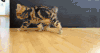 猫咪 洗脸 可爱 搞笑