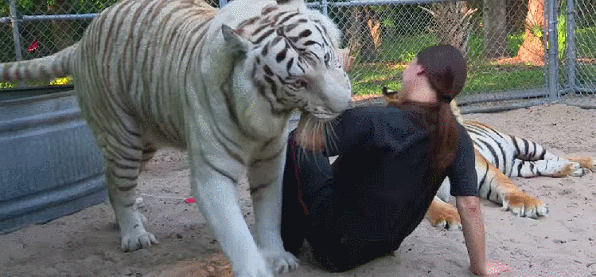 老虎 tiger