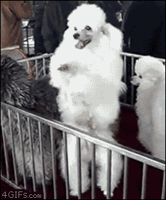 贵宾犬 poodle 跳舞 嗨
