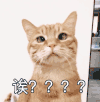 萌宠 猫星人 诶 惊讶 呆萌 可爱