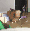 猫咪 打架 搞笑 无视