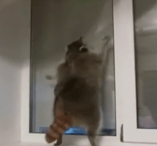 猫咪 跳跃 胖胖的 可爱