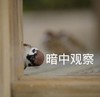 萌宠 小鸟 暗中观察 看着你 搞怪 逗