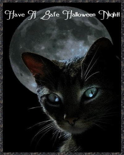 万圣节 黑色 猫 paranormalknowledgecom