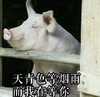 猪 天青色等烟雨 而我在等你 斗图