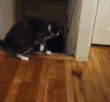 猫咪 可爱 玩耍 好奇 飞起