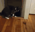 猫咪 可爱 玩耍 好奇 飞起
