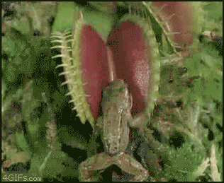 植物 吃 青蛙 危险 悲催 plants nature