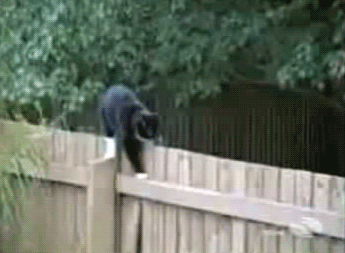 猫咪 栅栏 可爱 好玩