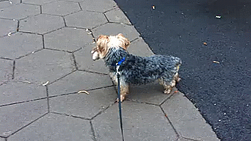 刺猬 狗 穿衣服 马路