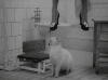 上吊 猫咪 卫生间 草泥马