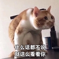 猫咪 什么话都不说就这么看着你 搞笑 斗图 可爱 目不转睛