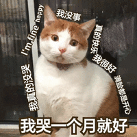 我哭一个月就好 猫