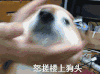 小狗狗 玩耍 摇头 滚开