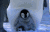 企鹅 penguin