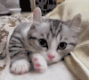 猫咪 大眼睛 躺着 蹬被子
