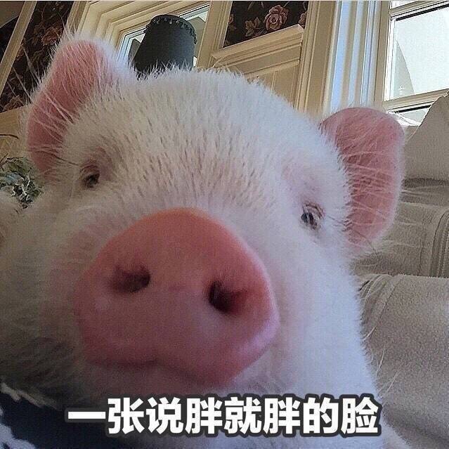 猪 一张说胖就胖的脸 宠物 猪鼻子