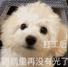 萌宠 汪星人 打工后 眼睛里再也没有光了 可怜 呆萌 可爱