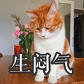 生闷气 猫咪 低头 不开心