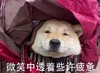 萌宠 汪星人 微笑中透着些许疲惫 累了 呆萌 可爱