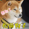 青春旅社 你的狗子向你了 萌宠 狗 soogif soogif出品