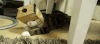 宠物 猫 搞笑 可爱 萌 gif