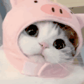 萌宠 猫星人 wink 爱你 搞怪 逗