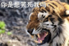 老虎 文字表情包 蠢萌 搞笑 逗