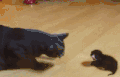 大猫 小猫 恐吓 小猫倒下 妈呀！我可没碰你啊、讹人呢