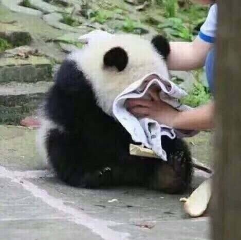 熊猫 可爱 国宝 毛茸茸