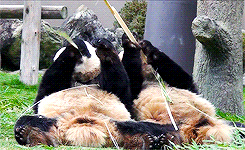 熊猫 吃竹子 吃货 懒