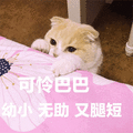 萌宠 猫咪 猫 喵星人 可怜巴巴 幼小 无助 腿短 伤心