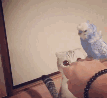 猫咪 鹦鹉 玩耍 小心翼翼