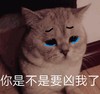 萌宠 猫星人 你是不是要凶我了 难受 呆萌 可爱