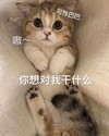 萌宠 喵星人 你想对我干什么 可怜巴巴 搞怪 逗