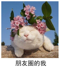 猫咪 花环 可爱 朋友圈的我