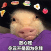 猪 胖 丑 搞怪 逗