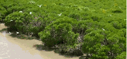 保护区 树 海南省 海鸥 红树林 纪录片 航拍中国 龙寨港