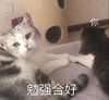 萌宠 猫星人 勉强和好 开心 搞怪 呆萌