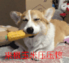 蠢萌 狗狗 汪星人 可爱