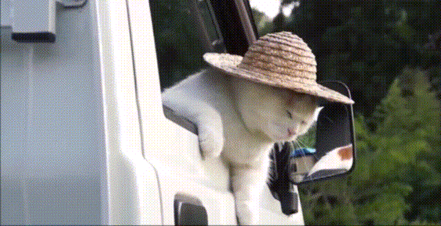 喵星人 猫咪 搞笑 萌宠