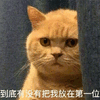 到底 生气 猫 可爱 呆萌