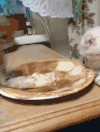 猫咪 吃货 可爱 搞笑