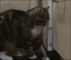 抽屉 小猫 搞笑 关