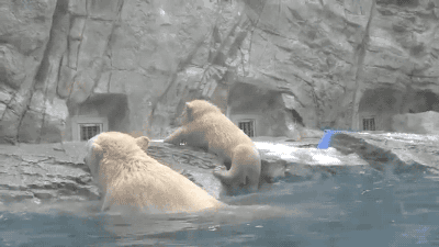 北极熊 享受 满足 逗比 动物
