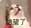 萌宠 喵星人 绝望了 生无可恋 憨憨 可爱