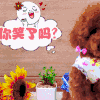 汪星人 狗 搞笑 萌宠 可爱