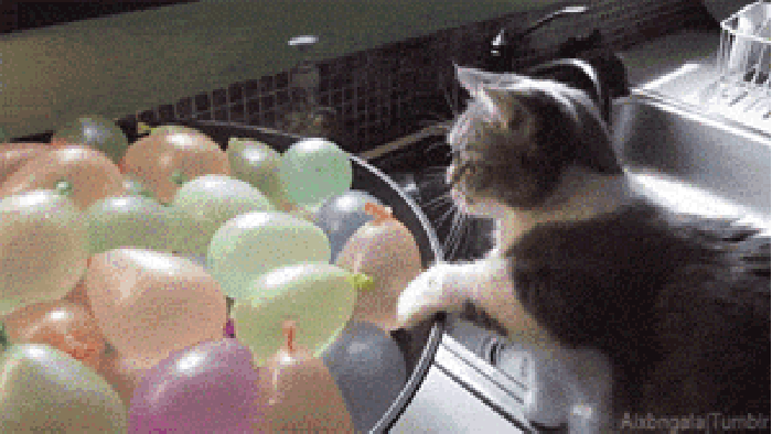 猫咪 水球 消失 可爱
